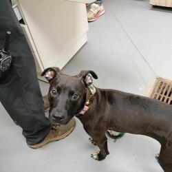 Shelter Stray Male Dog last seen , 4900 Milgen Rd, Columbus, GA 31907, USA