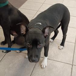 Shelter Stray Female Dog last seen , 4900 Milgen Rd, Columbus, GA 31907, USA