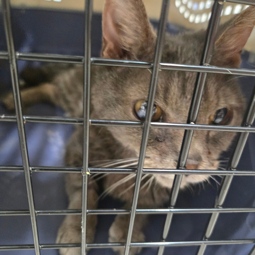 Shelter Stray Female Cat last seen , 124 Evergreen Ave, Newark, NJ 07114, USA
