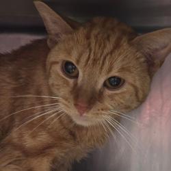 Shelter Stray Male Cat last seen , 124 Evergreen Ave, Newark, NJ 07114, USA