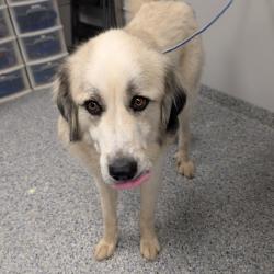 Shelter Stray Female Dog last seen , 328 Furman Hall Rd, Greenville, SC 29609, USA