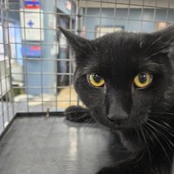 Shelter Stray Unknown Cat last seen , 124 Evergreen Ave, Newark, NJ 07114, USA