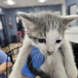Shelter Stray Female Cat last seen , 124 Evergreen Ave, Newark, NJ 07114, USA