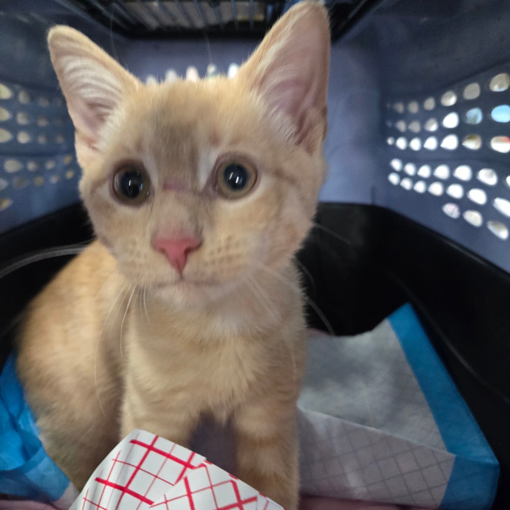 Shelter Stray Male Cat last seen , 124 Evergreen Ave, Newark, NJ 07114, USA