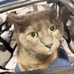 Shelter Stray Male Cat last seen , 124 Evergreen Ave, Newark, NJ 07114, USA