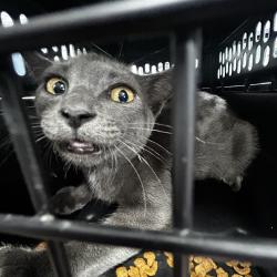 Shelter Stray Male Cat last seen , 124 Evergreen Ave, Newark, NJ 07114, USA