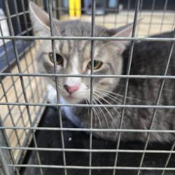 Shelter Stray Male Cat last seen , 124 Evergreen Ave, Newark, NJ 07114, USA