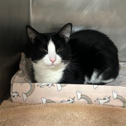 Shelter Stray Male Cat last seen , 124 Evergreen Ave, Newark, NJ 07114, USA