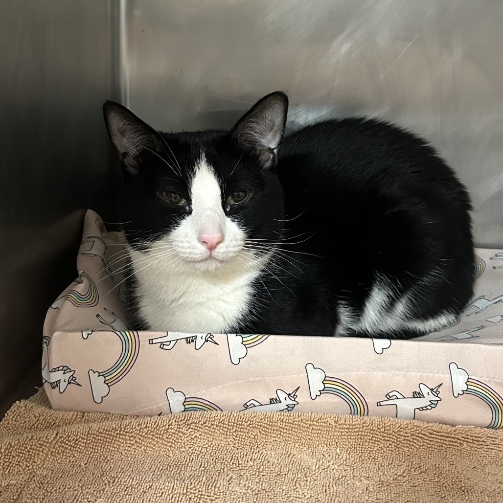 Shelter Stray Male Cat last seen , 124 Evergreen Ave, Newark, NJ 07114, USA