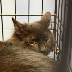 Shelter Stray Unknown Cat last seen , 980 Guilford College Rd, Greensboro, NC 27409, USA