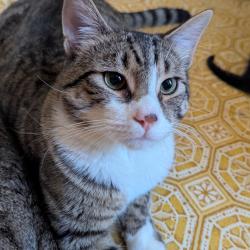 Shelter Stray Male Cat last seen , 124 Evergreen Ave, Newark, NJ 07114, USA