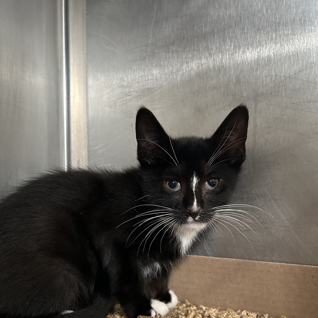 Shelter Stray Unknown Cat last seen , 124 Evergreen Ave, Newark, NJ 07114, USA