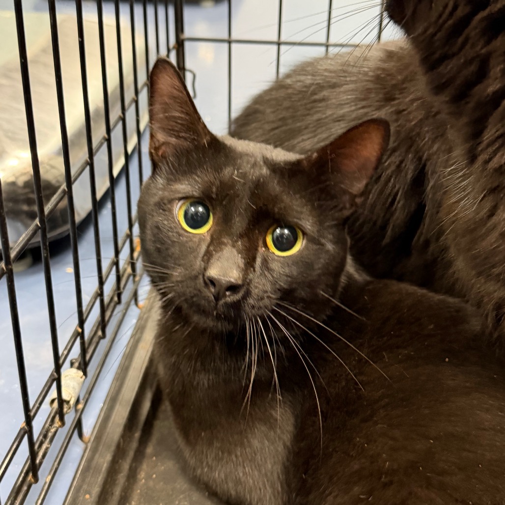 Shelter Stray Unknown Cat last seen , 980 Guilford College Rd, Greensboro, NC 27409, USA