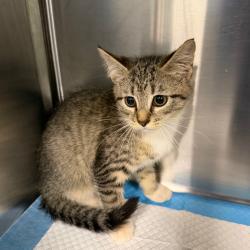 Shelter Stray Unknown Cat last seen , 980 Guilford College Rd, Greensboro, NC 27409, USA