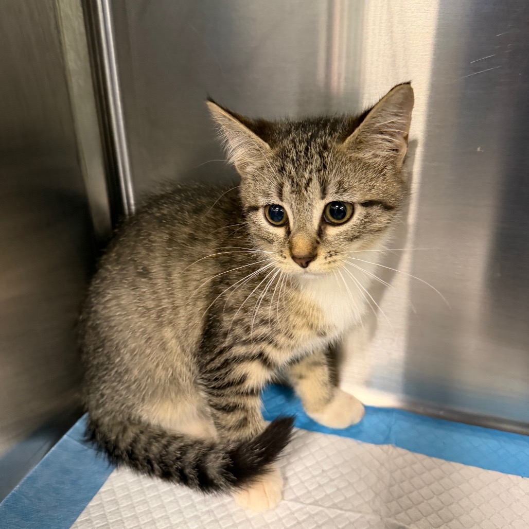 Shelter Stray Unknown Cat last seen , 980 Guilford College Rd, Greensboro, NC 27409, USA