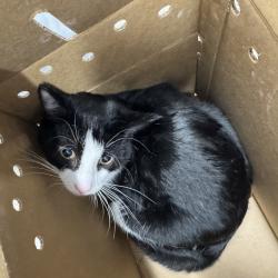 Shelter Stray Male Cat last seen , 124 Evergreen Ave, Newark, NJ 07114, USA