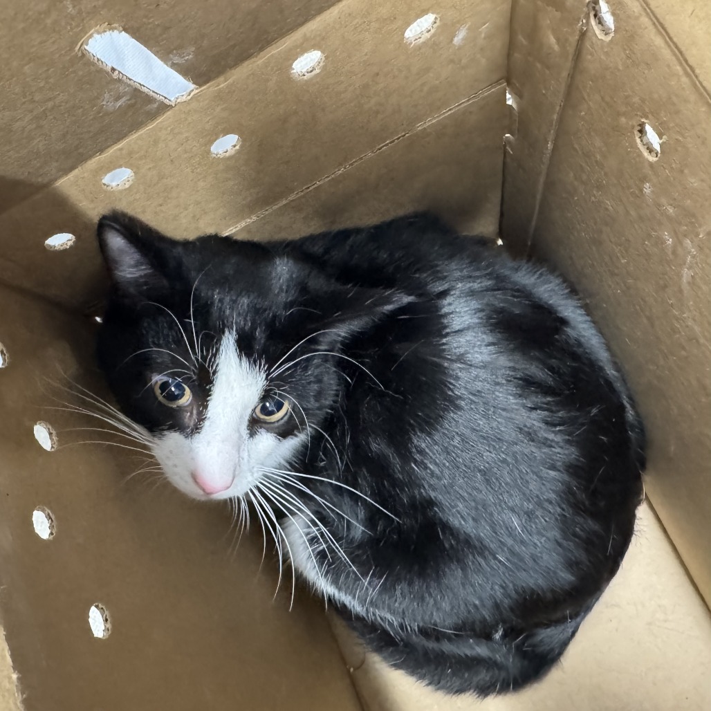 Shelter Stray Male Cat last seen , 124 Evergreen Ave, Newark, NJ 07114, USA