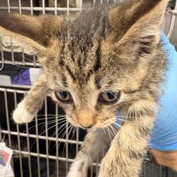Shelter Stray Female Cat last seen , 124 Evergreen Ave, Newark, NJ 07114, USA