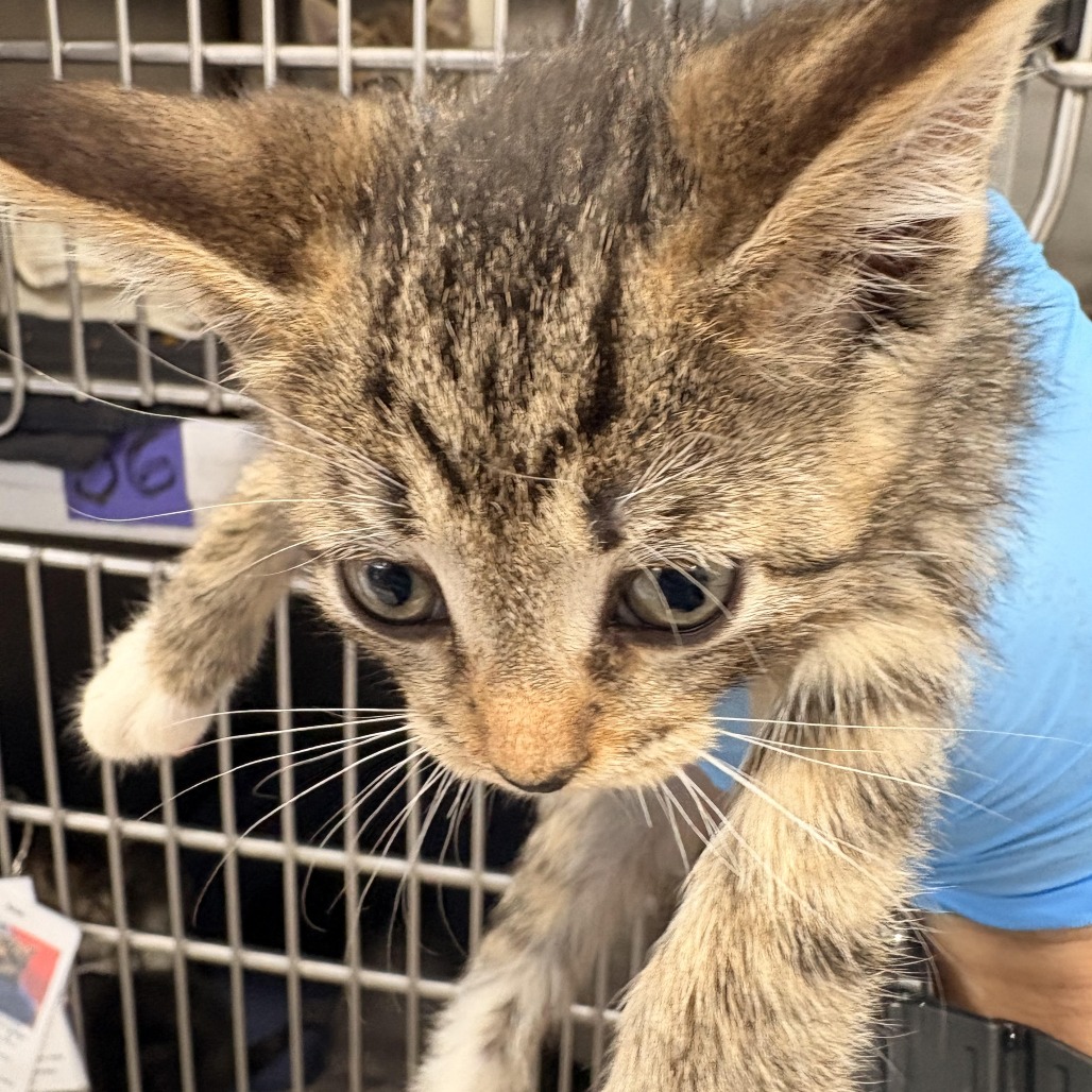 Shelter Stray Female Cat last seen , 124 Evergreen Ave, Newark, NJ 07114, USA