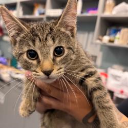 Shelter Stray Unknown Cat last seen , 980 Guilford College Rd, Greensboro, NC 27409, USA