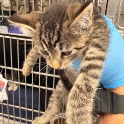 Shelter Stray Female Cat last seen , 124 Evergreen Ave, Newark, NJ 07114, USA