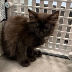 Shelter Stray Unknown Cat last seen , 980 Guilford College Rd, Greensboro, NC 27409, USA