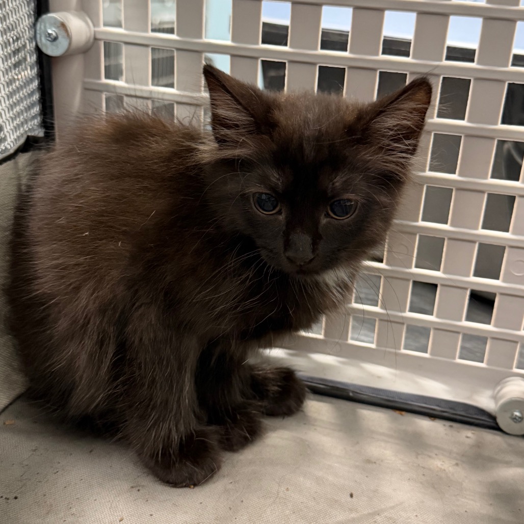 Shelter Stray Unknown Cat last seen , 980 Guilford College Rd, Greensboro, NC 27409, USA