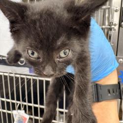 Shelter Stray Female Cat last seen , 124 Evergreen Ave, Newark, NJ 07114, USA
