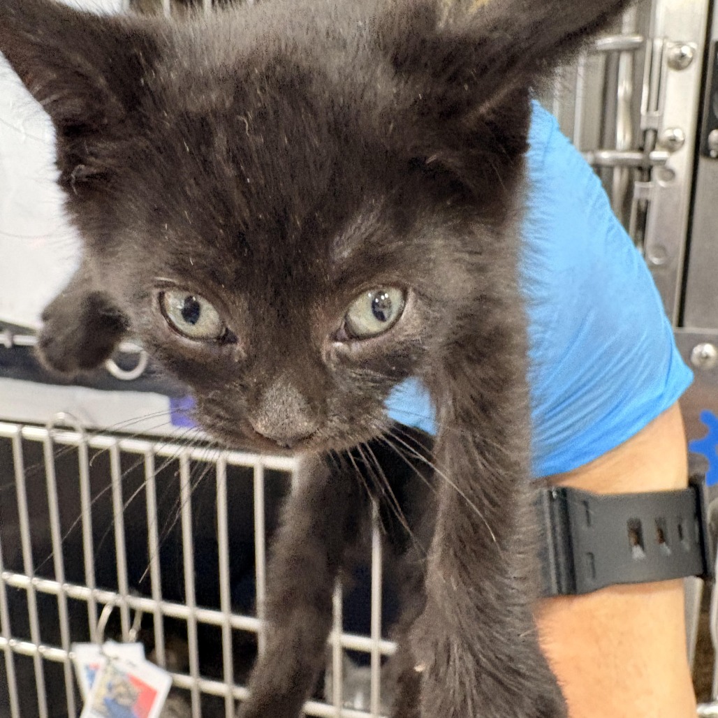 Shelter Stray Female Cat last seen , 124 Evergreen Ave, Newark, NJ 07114, USA