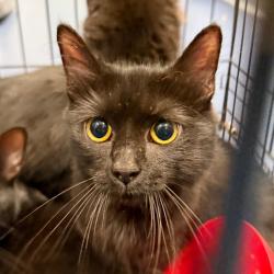 Shelter Stray Unknown Cat last seen , 980 Guilford College Rd, Greensboro, NC 27409, USA