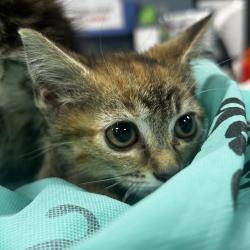Shelter Stray Female Cat last seen , 124 Evergreen Ave, Newark, NJ 07114, USA