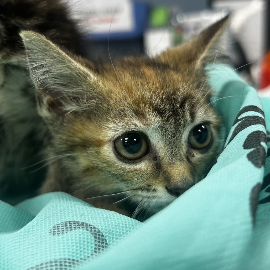 Shelter Stray Female Cat last seen , 124 Evergreen Ave, Newark, NJ 07114, USA