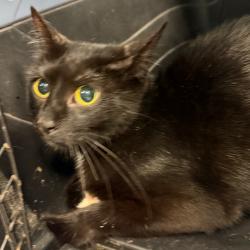 Shelter Stray Female Cat last seen , 980 Guilford College Rd, Greensboro, NC 27409, USA