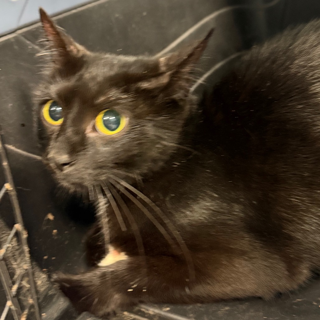 Shelter Stray Female Cat last seen , 980 Guilford College Rd, Greensboro, NC 27409, USA