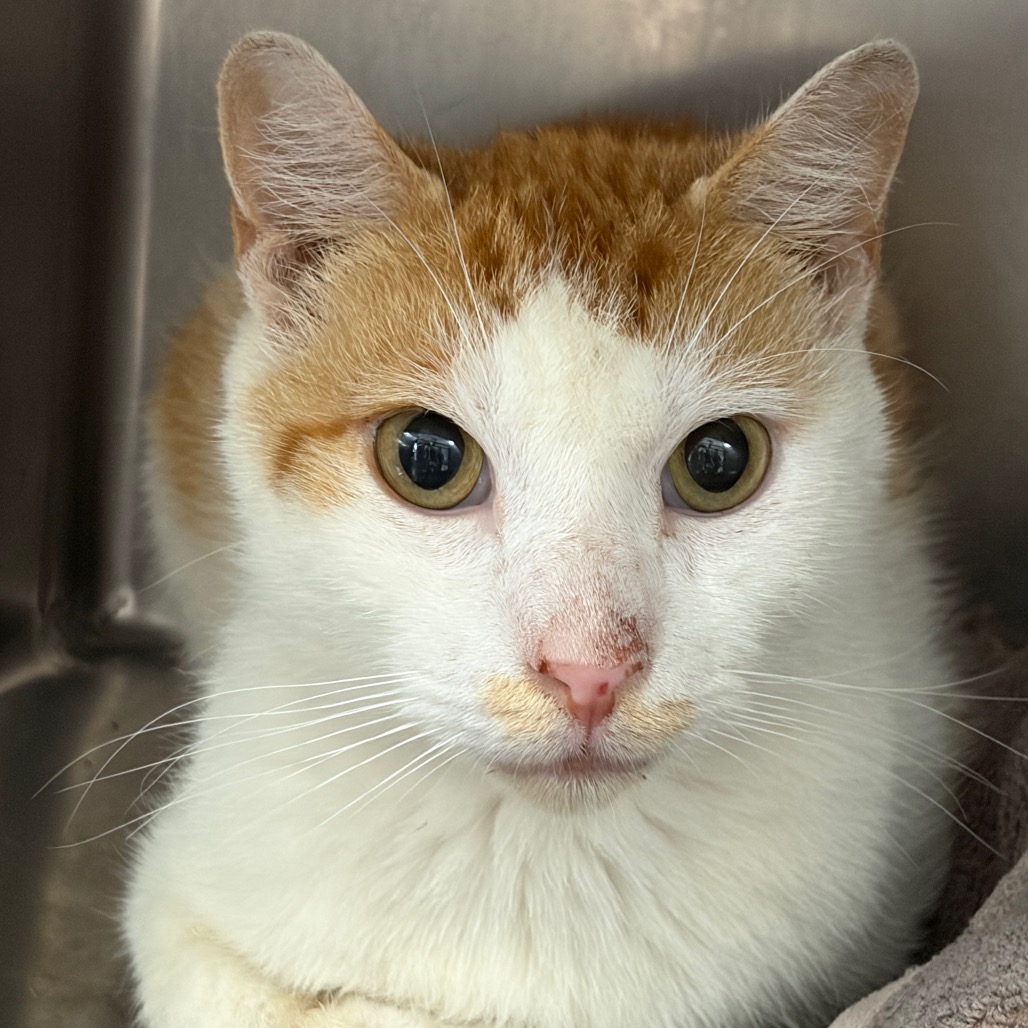 Shelter Stray Unknown Cat last seen , 124 Evergreen Ave, Newark, NJ 07114, USA