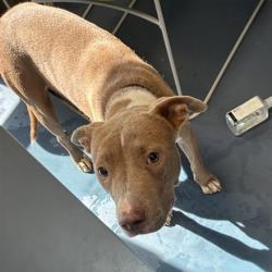 Shelter Stray Female Dog last seen , 980 Guilford College Rd, Greensboro, NC 27409, USA