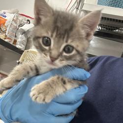 Shelter Stray Female Cat last seen , 124 Evergreen Ave, Newark, NJ 07114, USA