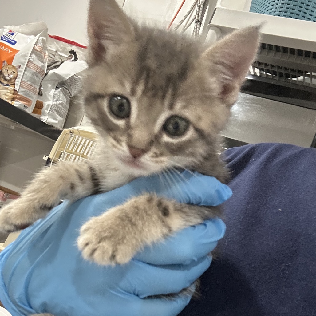 Shelter Stray Female Cat last seen , 124 Evergreen Ave, Newark, NJ 07114, USA