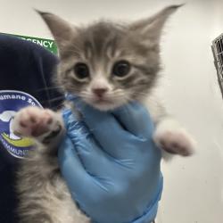 Shelter Stray Female Cat last seen , 124 Evergreen Ave, Newark, NJ 07114, USA