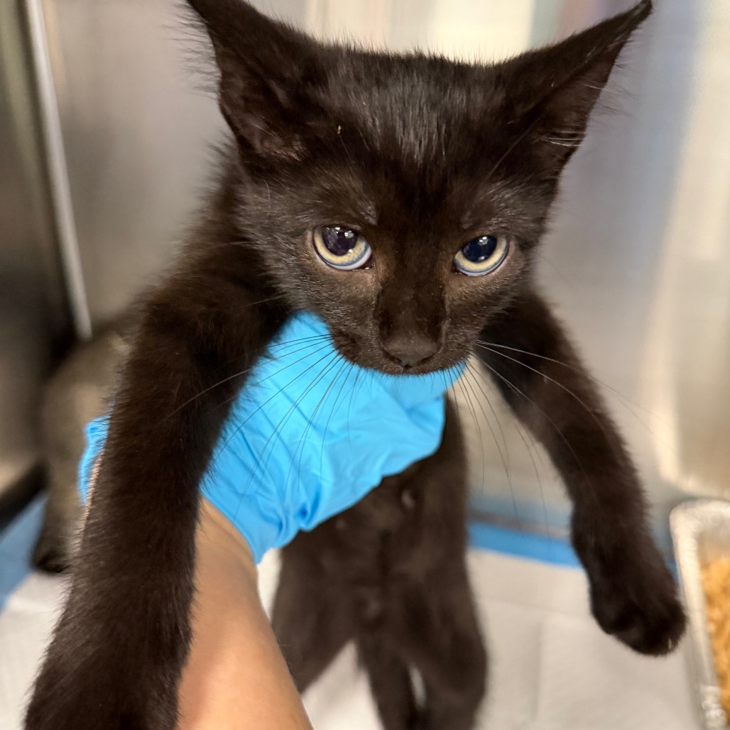 Shelter Stray Unknown Cat last seen , 980 Guilford College Rd, Greensboro, NC 27409, USA