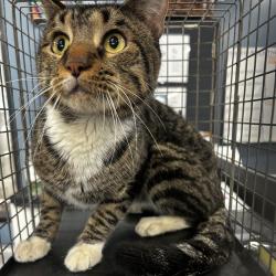 Shelter Stray Male Cat last seen , 124 Evergreen Ave, Newark, NJ 07114, USA