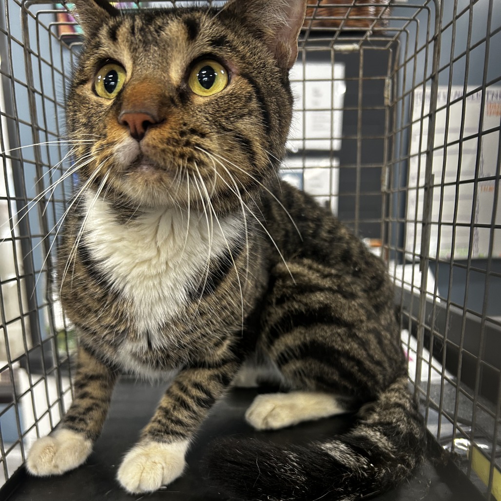 Shelter Stray Male Cat last seen , 124 Evergreen Ave, Newark, NJ 07114, USA