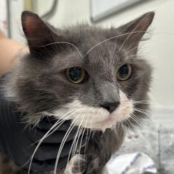 Shelter Stray Male Cat last seen , 124 Evergreen Ave, Newark, NJ 07114, USA