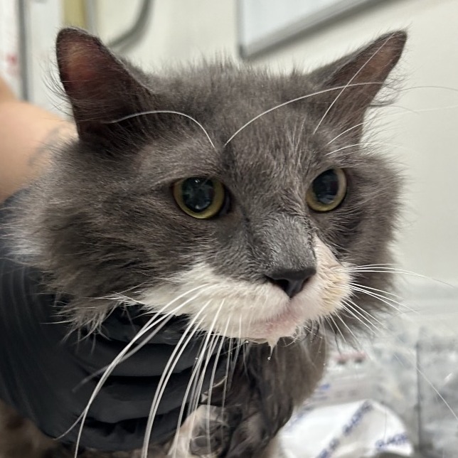 Shelter Stray Male Cat last seen , 124 Evergreen Ave, Newark, NJ 07114, USA