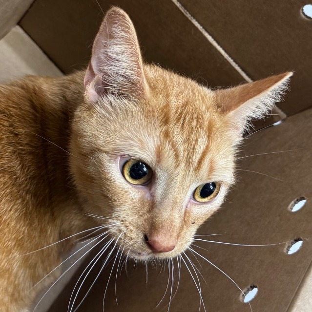 Shelter Stray Male Cat last seen , 124 Evergreen Ave, Newark, NJ 07114, USA