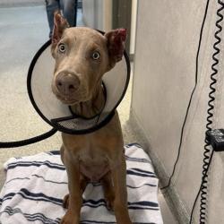 Shelter Stray Male Dog last seen , 8464 Beach Blvd, Jacksonville, FL 32216, USA