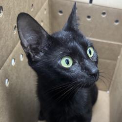 Shelter Stray Female Cat last seen , 124 Evergreen Ave, Newark, NJ 07114, USA