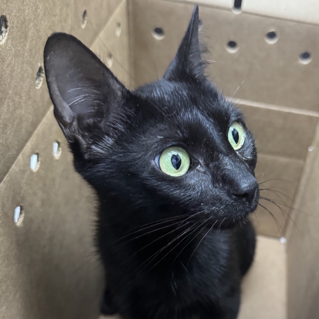 Shelter Stray Female Cat last seen , 124 Evergreen Ave, Newark, NJ 07114, USA