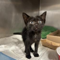 Shelter Stray Female Cat last seen , 124 Evergreen Ave, Newark, NJ 07114, USA