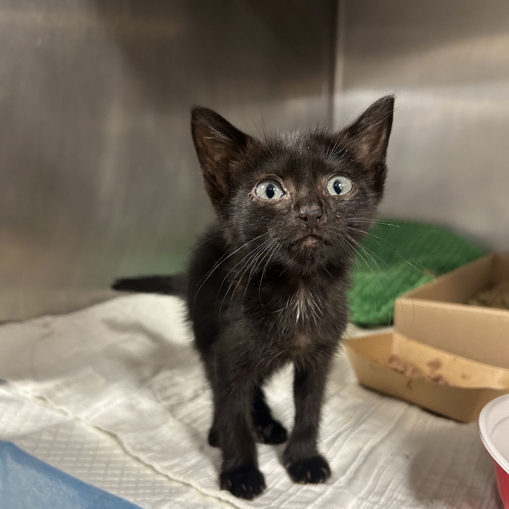 Shelter Stray Female Cat last seen , 124 Evergreen Ave, Newark, NJ 07114, USA